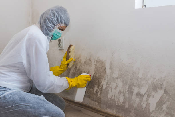 Best Residential Mold Remediation in North Mankato, MN