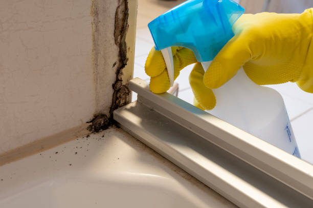 Best Bathroom Mold Remediation in North Mankato, MN