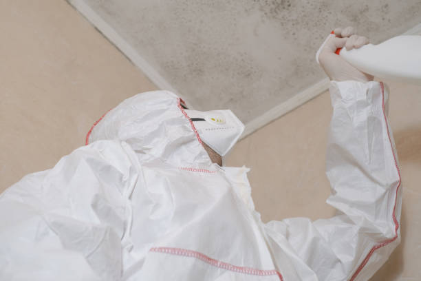 Best Residential Mold Remediation in North Mankato, MN