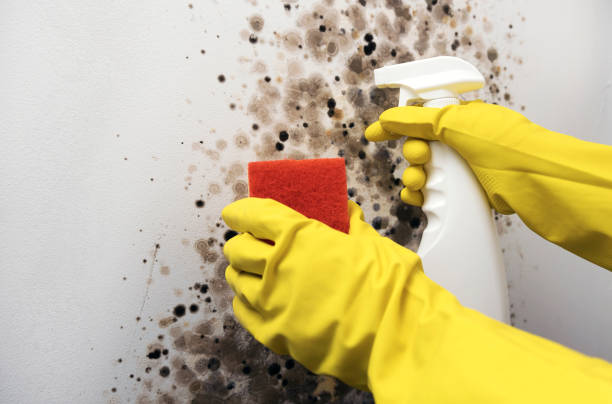 Best DIY Mold Remediation Support Services in North Mankato, MN