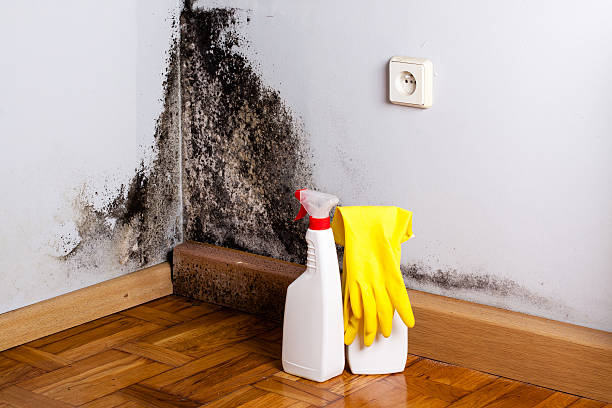 Best Kitchen Mold Remediation in North Mankato, MN