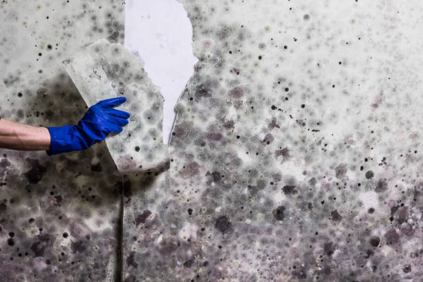 Best Commercial Mold Remediation in North Mankato, MN