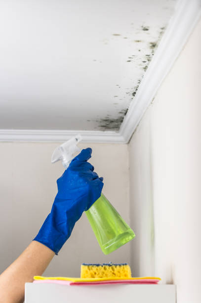 Best Basement Mold Remediation in North Mankato, MN